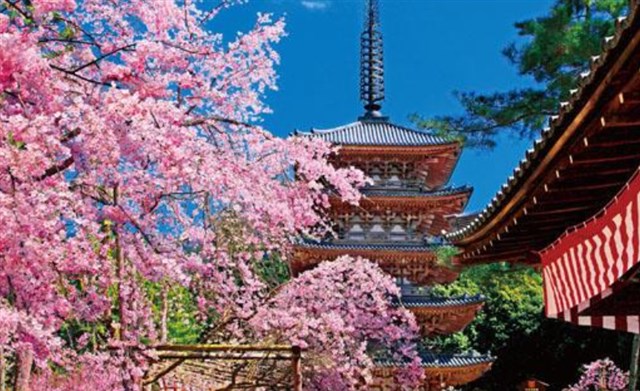 醍醐寺,京都,花見,2021,京都,開花予想,穴場,桜