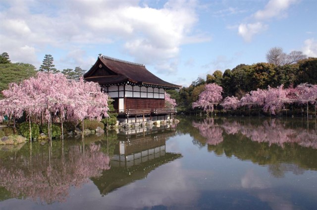 仁和寺,京都,花見,209年,開花予想,穴場,桜