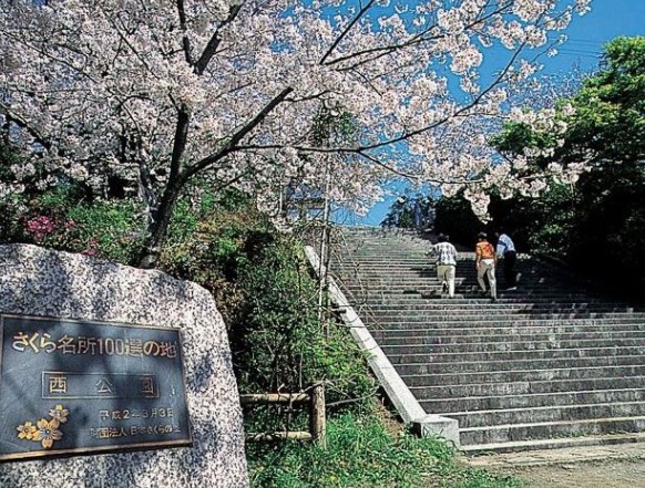 西公園,福岡,花見,2021,福岡,開花予想,穴場,桜