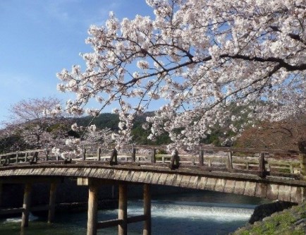 嵐山,京都,花見,2019年,開花予想,穴場,桜