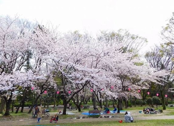 名城公園,名古屋,花見,2021,開花予想,穴場,桜