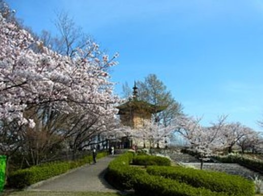 平和公園,名古屋,花見,2019年,見頃,開花予想,穴場,桜