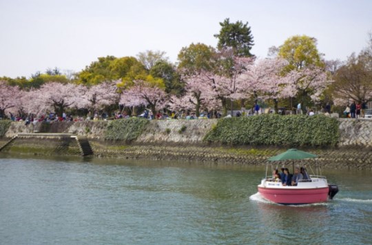 平和記念公園,広島,花見,2019年,見頃,開花予想,穴場,桜