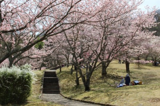 鏡山公園,広島,花見,2019年,見頃,開花予想,穴場,桜