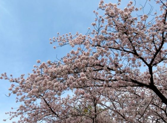 東山動植物園,名古屋,花見,2019年,開花予想,穴場,桜