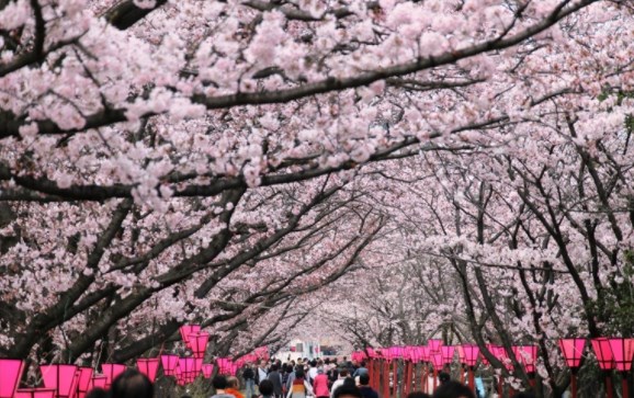 平和記念公園,広島,花見,2019年,見頃,開花予想,穴場,桜