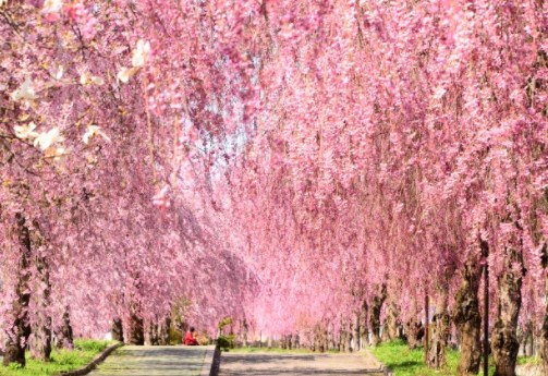 世羅甲山ふれあいの里,広島,花見,2021,見頃,開花予想,穴場,桜